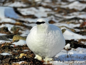 Hunrype i vinterdragt